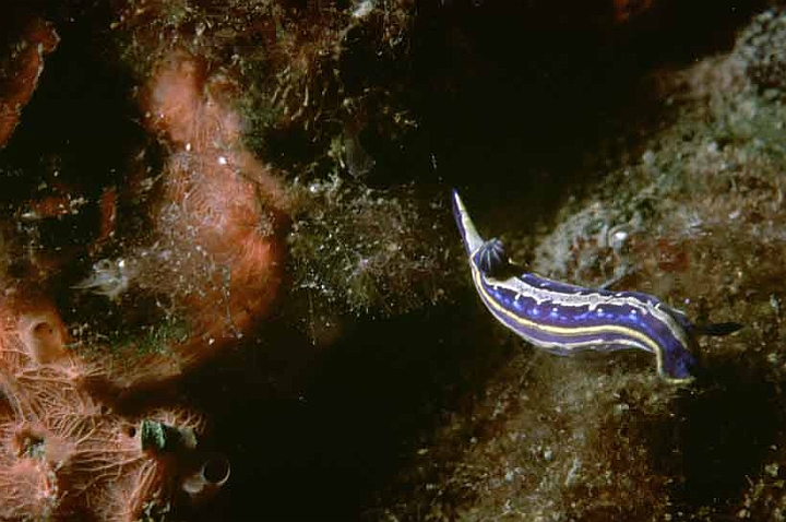 38 Hypselodoris messinensis.jpg